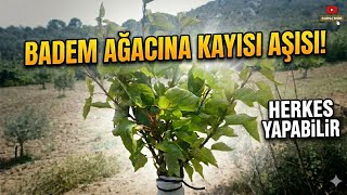 Badem Ağacına Kayısı Aşısı Nasıl Yapılır. Kayısı çoban kalem aşısı. #ŞekerpareKayısıAşılama 