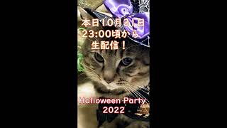 Protection Cats] Halloween Party 2022 Live today, October 31st at 23:30!!!　#Shorts by 保護猫『るる らら ティティ』物語 33 views 1 year ago 30 seconds