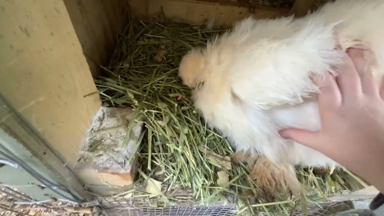 Annoying a BROODY chicken! Funny chickens video. 