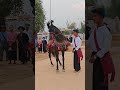 Amazing Dancing Village Horse