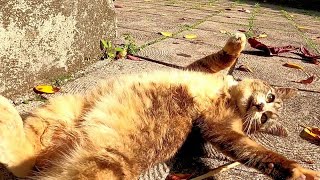 公園で出会った野良猫がゴロンゴロン転がったり手を掴んだりしてカワイイ