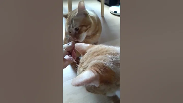 Watch the video about #cat #funny #cute #comedy #kitten #britishblue #britishlonghair #catlover #britishcat #memes