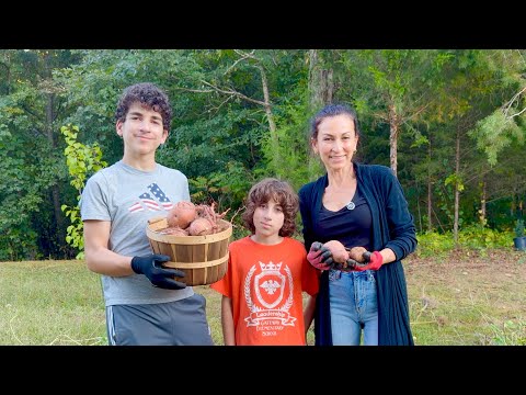 Прочищаю Огород | Собрали Весь Урожай Батата | Сладкая Посылка От Анны | Семейный Влог Эгине