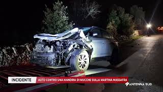 25 NOVEMBRE 2025   INCIDENTE   AUTO CONTRO UNA MANDRIA DI MUCCHE SULLA MARTINA MASSAFRA