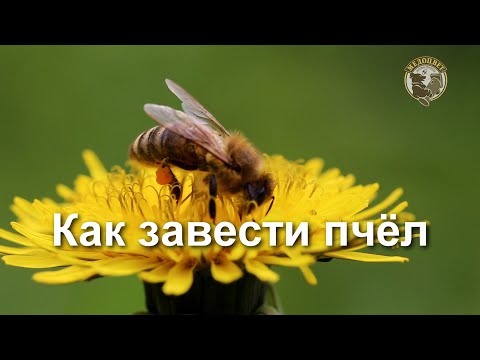 Как завести пчел