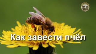 Как завести пчел Что нужно знать если сильно хочешь пчел Плюсы Минусы