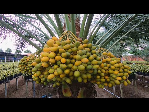 Video 5 trái cây độc, lạ, tuyệt ngon, giúp làm giàu tại đồng... - youtube
