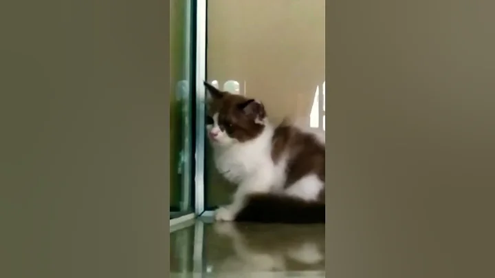 Video 2958211: mink kitten, bicolor mink