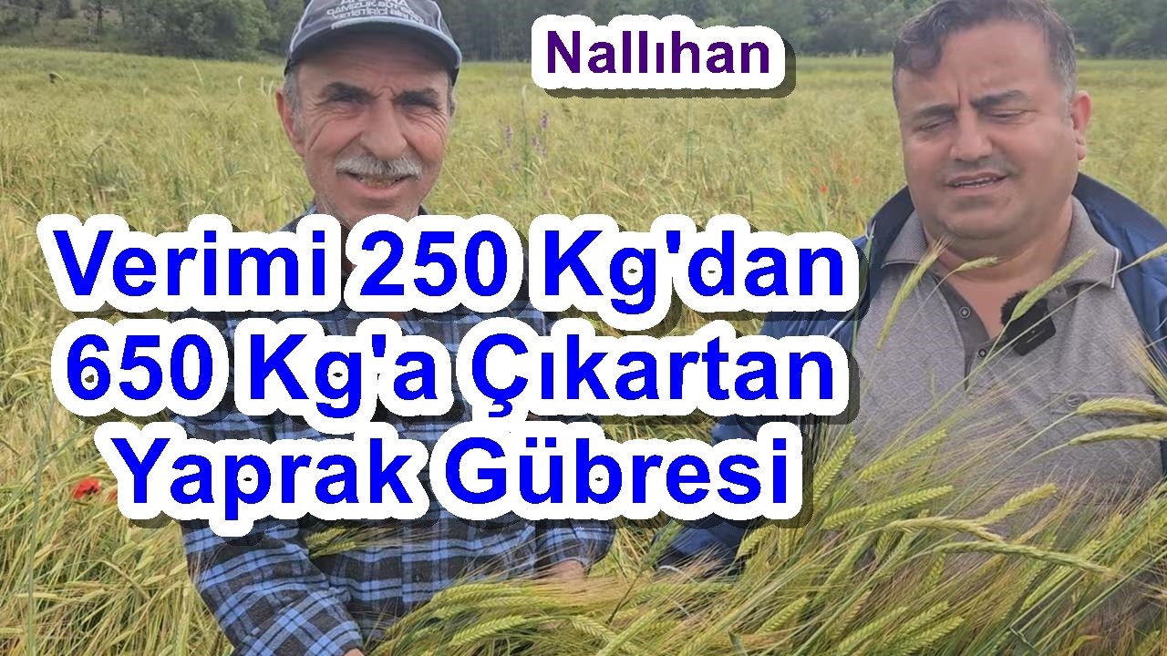 Arpa Tarlasında Yaprak Gübresinin Verime olan Yüksek Etkisi - Ankara Nallıhan