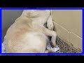 在韓國狗肉農場救這隻驚恐的狗后，救援人員發現了一個驚天的秘密