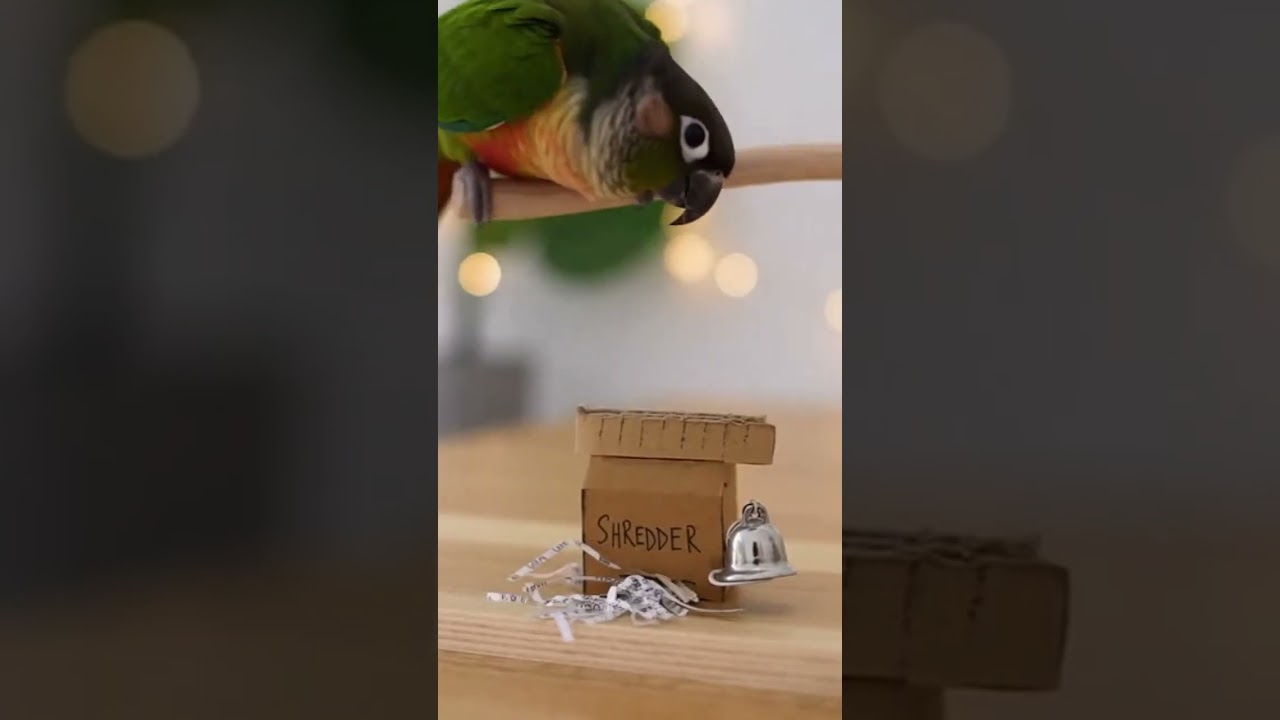 Dusky Conure Opens Confidential Shredder Service