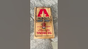 How to Set Rat Traps 🪤 🐀 | Satisfying ASMR Glass Shatter!