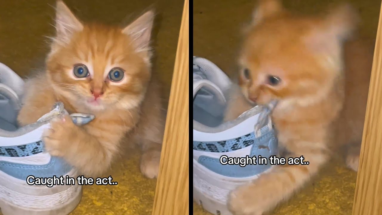 Cats With Unexplained Behavior