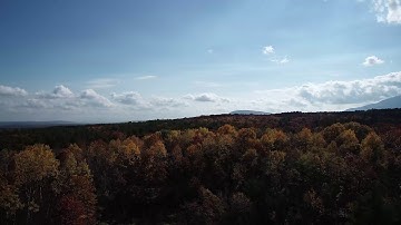 The Fossil Forest in Autumn: Clip A