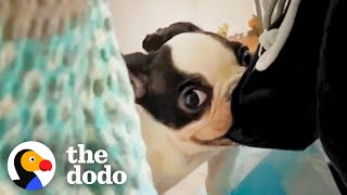 Watch This Five-Pound Frenchie Turn Into A Gremlin | The Dodo Little But Fierce