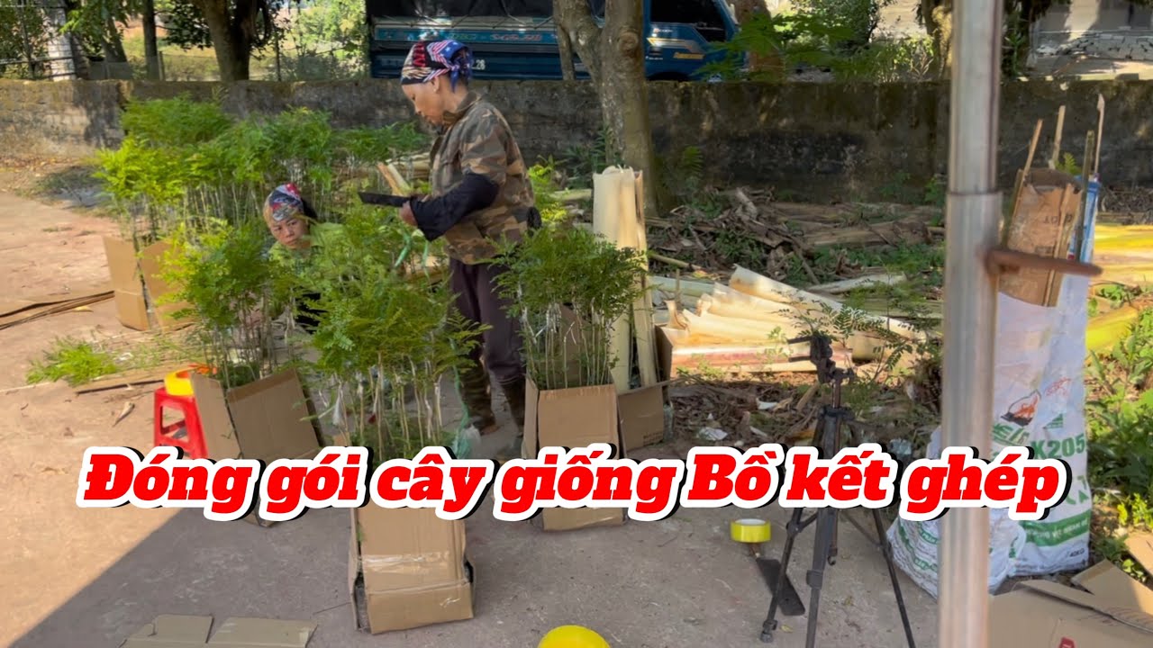 Đóng gói cây giống bồ kết ghép |
