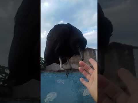Urubu mansinho pousa na minha casa