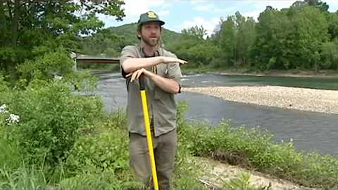 Tropical Storm Irene Spreads Invasive Knotweed