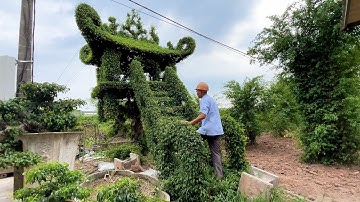 Cây sanh giống chùa Một Cột độc nhất của lão nông Nam Định được trả 250 triệu đồng