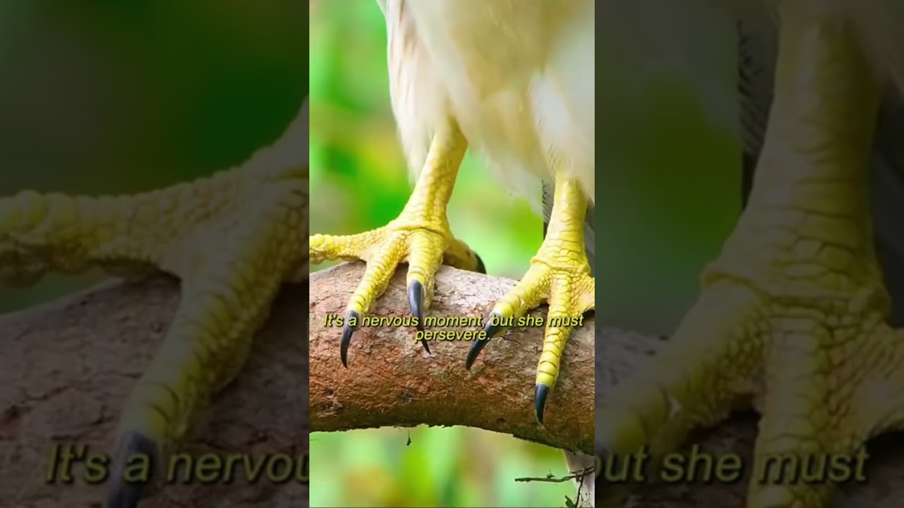 Sky Kings: Philippine Eagle and the Incredible Crack-Flip Bird! 