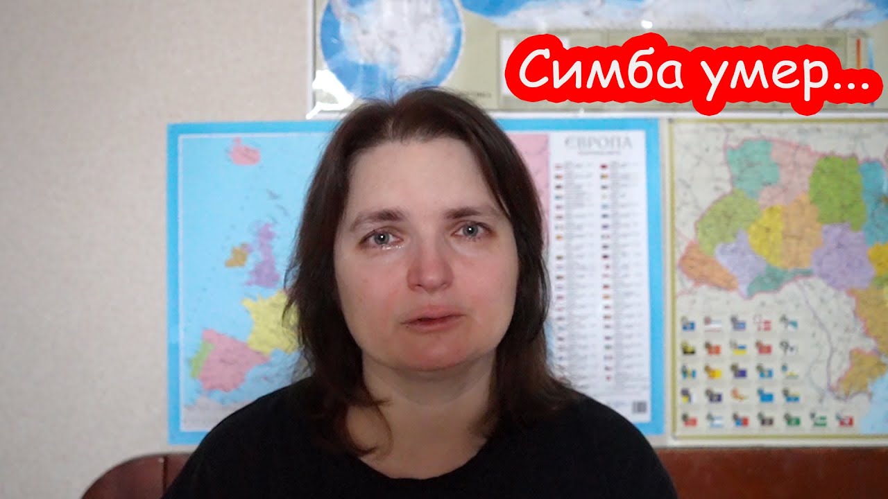 VLOG Симба умер