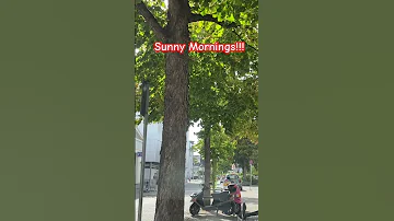 Monday Morning Video Trending Love Shorts Youtubeshorts Viral Trendingshorts 