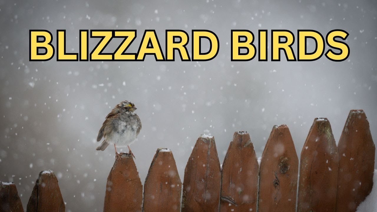 Bird Photography During a Snowstorm with the Sony a6700