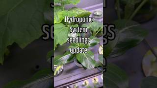 The seeds we planted last week in the hydroponic system are growing! #gardening #hydroponics #seeds
