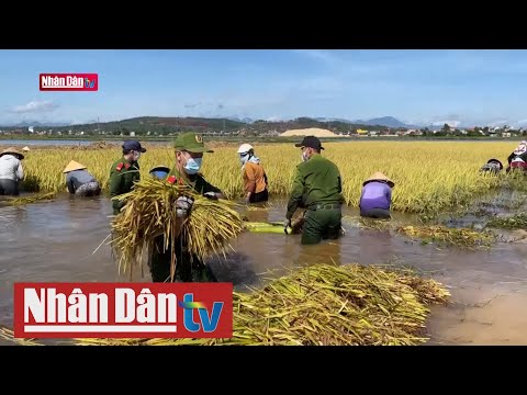 Video Hỗ trợ người dân vùng trũng gặt lúa ngập úng - youtube