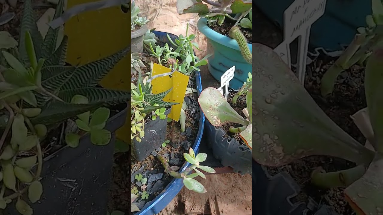 AROMATERAPIA VEM FAZER COMIGO 😅#flores#suculentas  