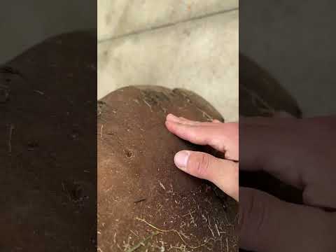 Everyone Has Never Thought That The Soles Of Elephant Feet Can Be So Smooth And Soft It Is A Rare