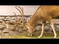 Детям о животных - Зоопарк - От слона до муравья (Выпуск 13)