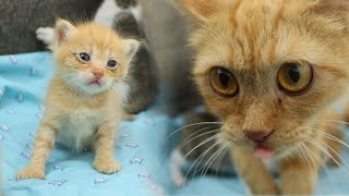 Foster Mom Cat leaves the ADOPTED KITTEN Alone with a Big Cat, POOR KITTEN Nursed by Foster MOM CAT by Moo Kittens 354 views 8 days ago 2 minutes, 9 seconds