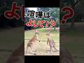 カンガルーファイトヽ(`Д´)ノLADY GO! #カンガルー #筋肉 #animals