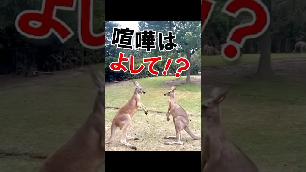 カンガルーファイトヽ(`Д´)ノLADY GO! #カンガルー #筋肉 #animals