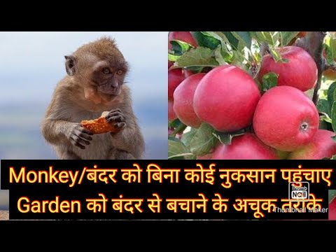 बगीचे से बंदरों को भगाने के बहुत आसान तरीके /बंदर आपके Terrace Garden मैं नहीं आएंगे/ 100%Result