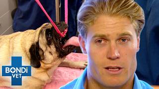 Beloved Pug Can't Breathe 😥 | Bondi Vet screenshot 1