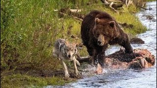 ДИКИЕ ОСТРОВА. Неизведанный мир - Документальный фильм 2017 / Amazing Animals TV ДИКИЕ ОСТРОВА. Неизведанный мир - Документальный фильм 2017 / Amazing Animals TV