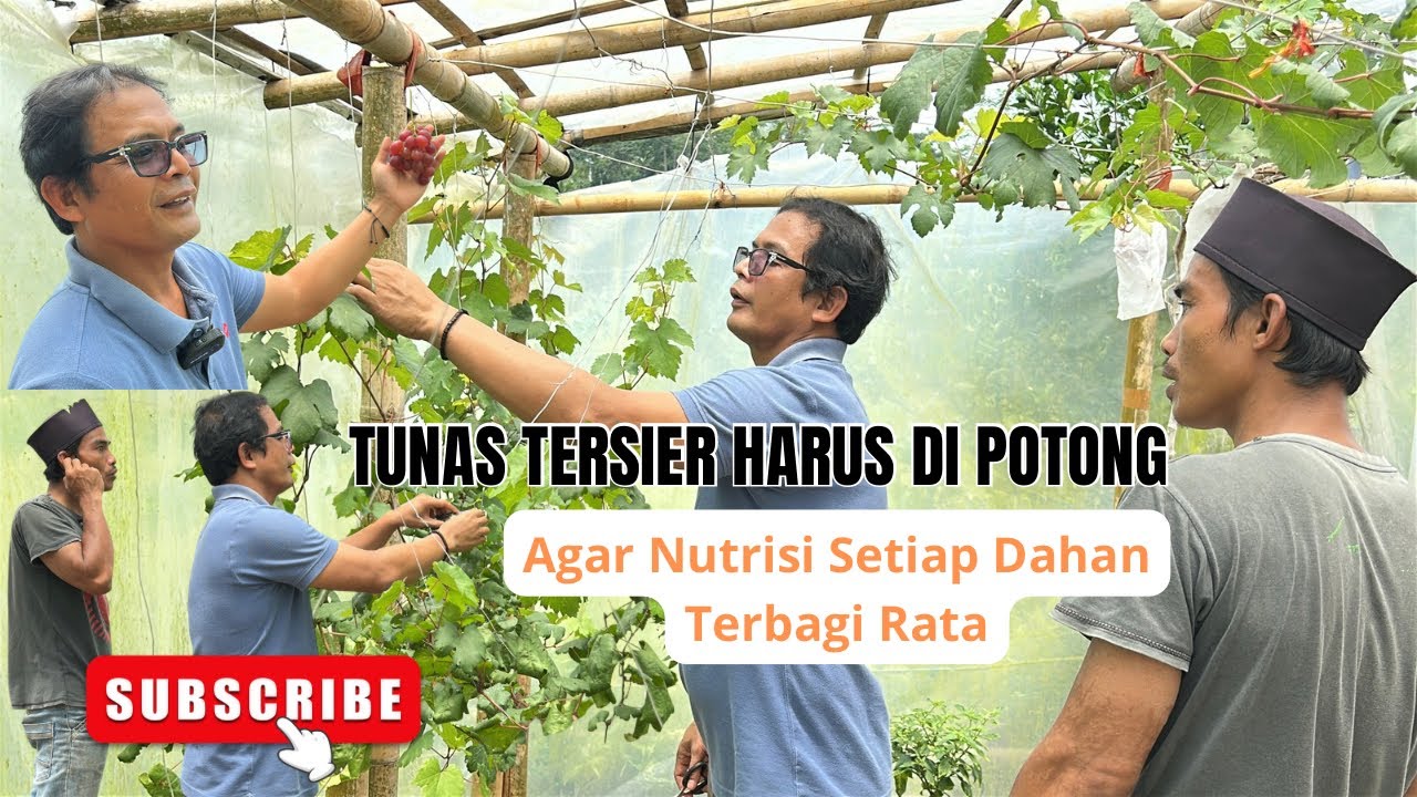 TUNAS TERSIER ANGGUR PERLU DI POTONG RUTIN SETIAP MINGGU ‼️| Petani Anggur Wajib Tau Ini ‼️