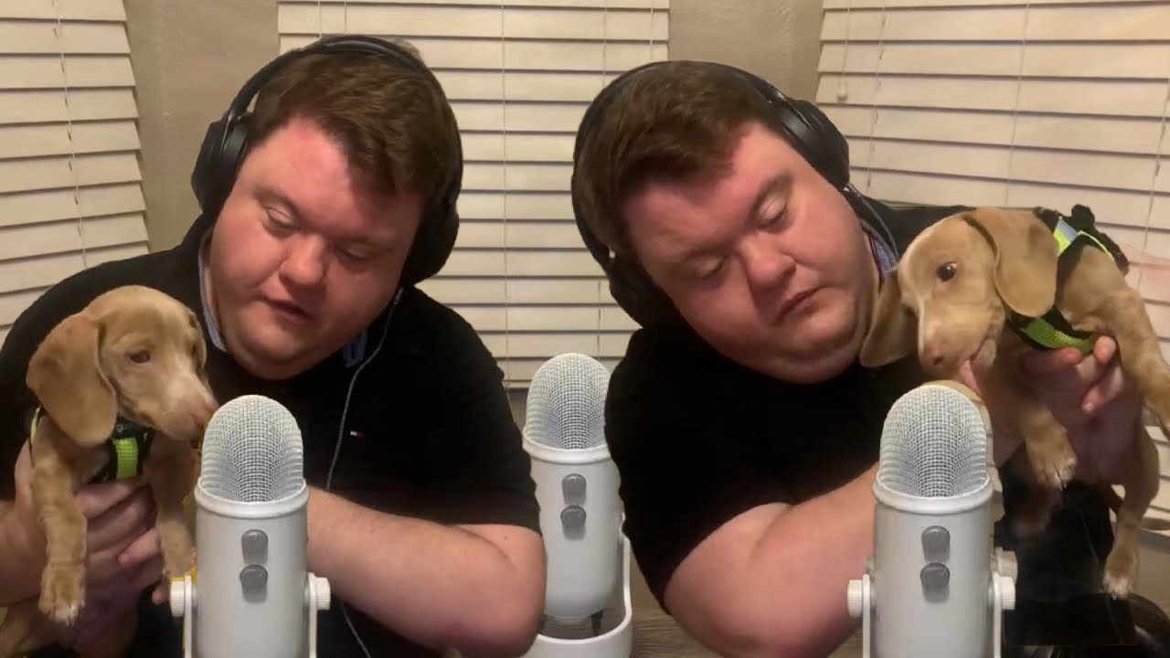 ASMR WITH MY NEW BABY DACHSHUNDS 