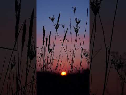 مقطع غروب الشمس بين الأعشاب و النباتات بألوان جميله للمونتاج