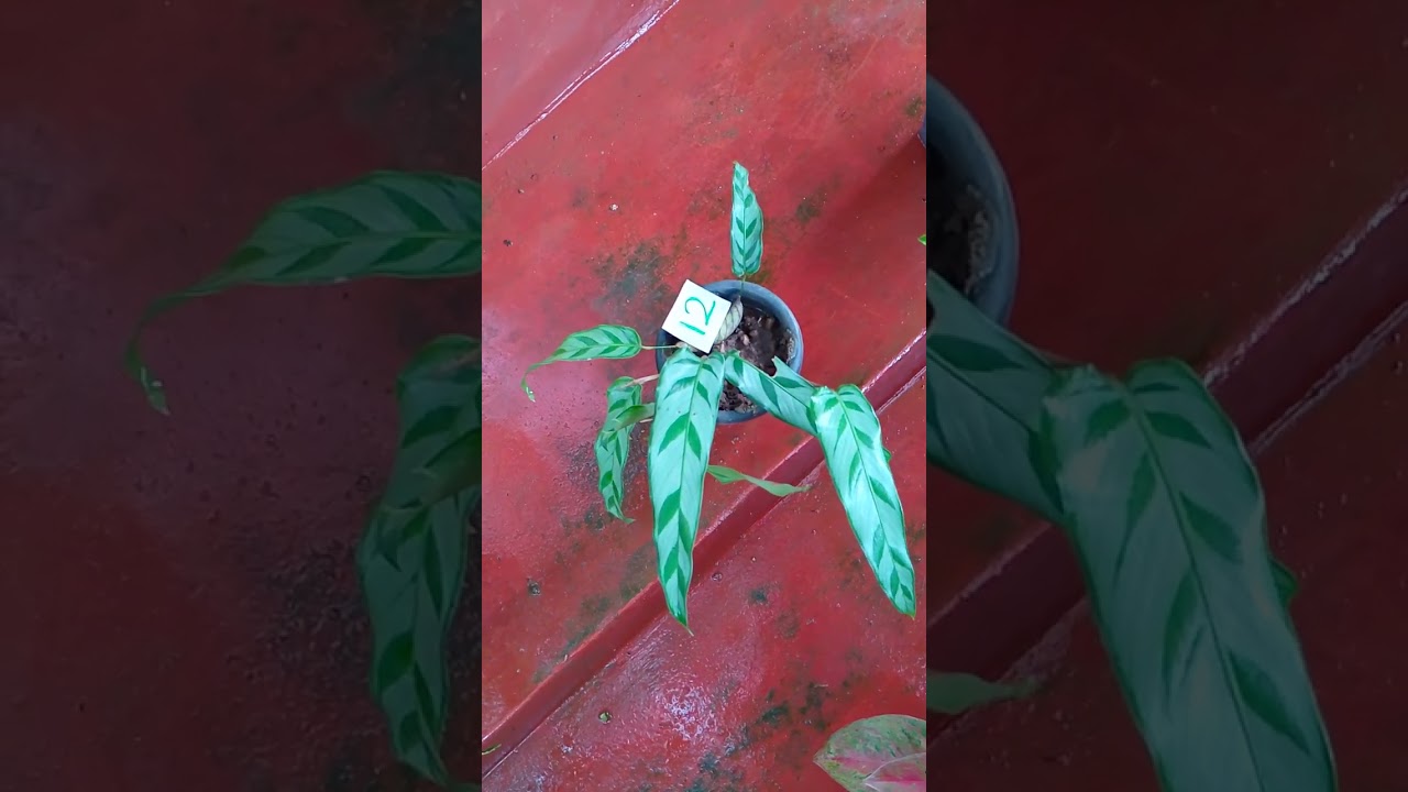 විසිතුරු පැළ රු.50 සිට.Plant sale (3) 0720671862 Whatsapp massage ekak danna.