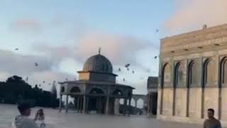 The Dome of The Rock - Jerusalem