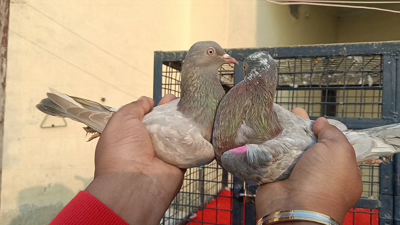 1 part,, original panjabi malvai 🔥🔥 top quality 🔥🔥 9599845092