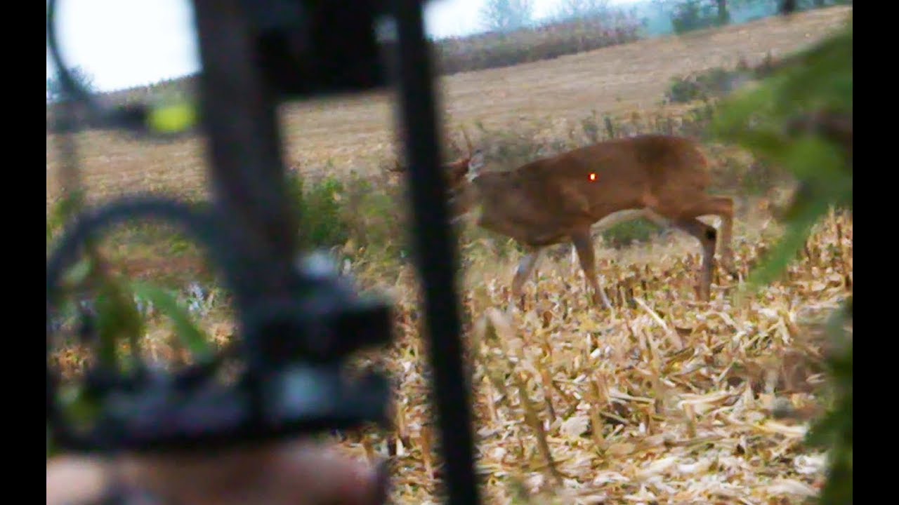 On the Ground Whitetail SloMo arrow Impact SLOCK YouTube