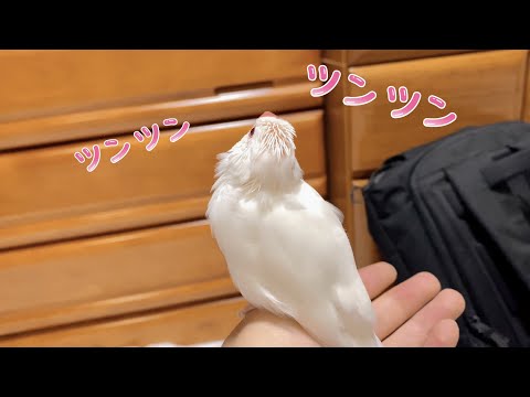 【白文鳥】換羽の時期限定　ツンツンヘアー　マロン【Java sparrow】