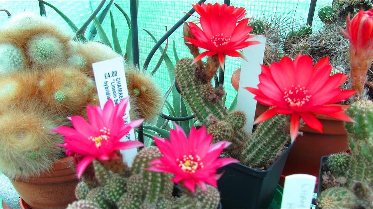 kakteen kaktus Mini Kakteen Set 10 Pflanzen 1015 cm  Kaktus Zimmerpflanzen im Topf   Blumen-Senf