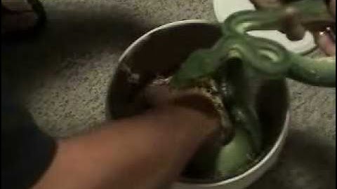 Green Tree Python eggs - Albinochondro.com