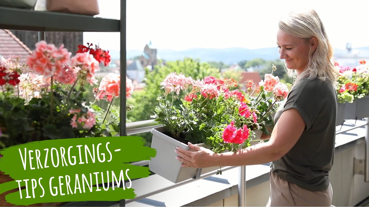 Verzorgingstips Geranium | Tips voor een bloemrijk balkon met Pelagronium | Balkonplanten verzorgen