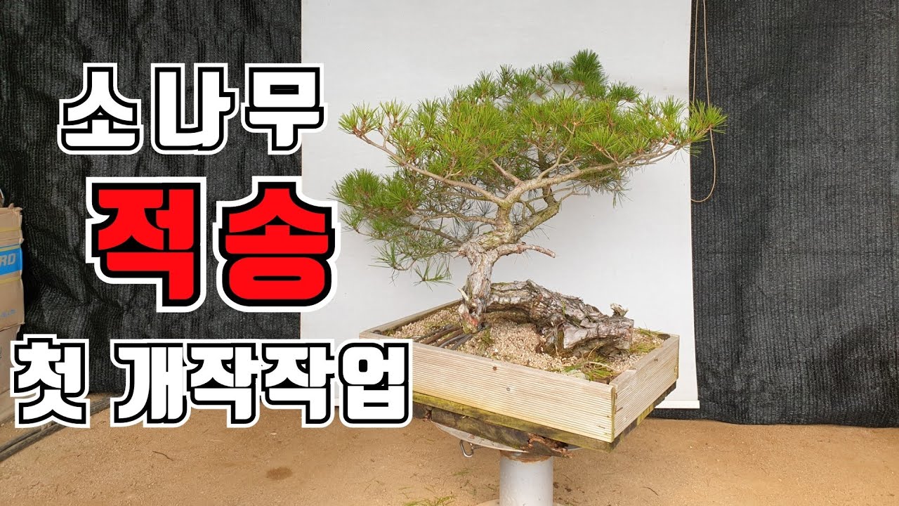 [금현분재] 소나무 적송 분재 첫 개작 작업/Korean red pine bonsai demo 2 /분재/盆栽/Bonsai/cây cảnh